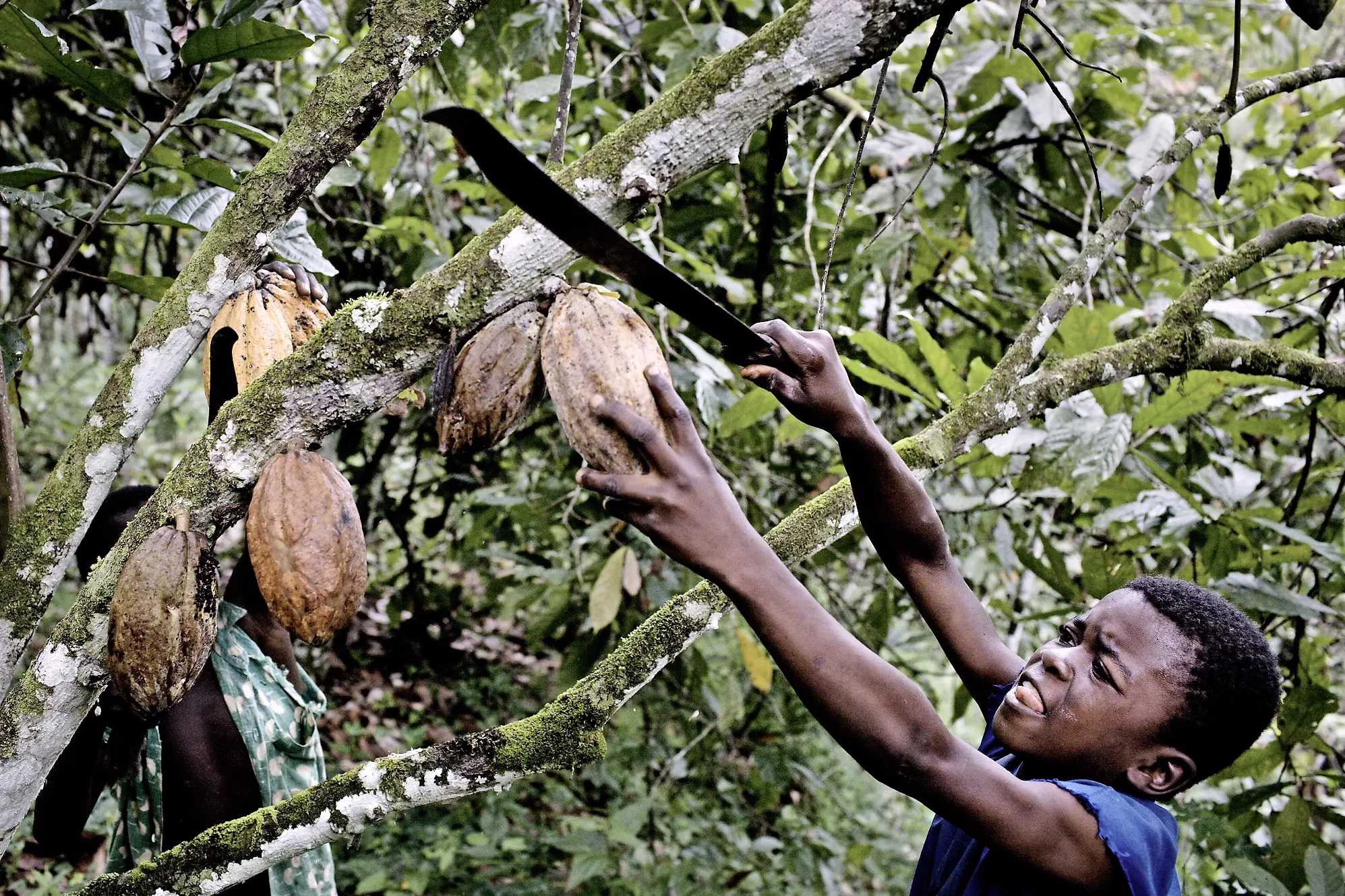 cocoa child labour1
