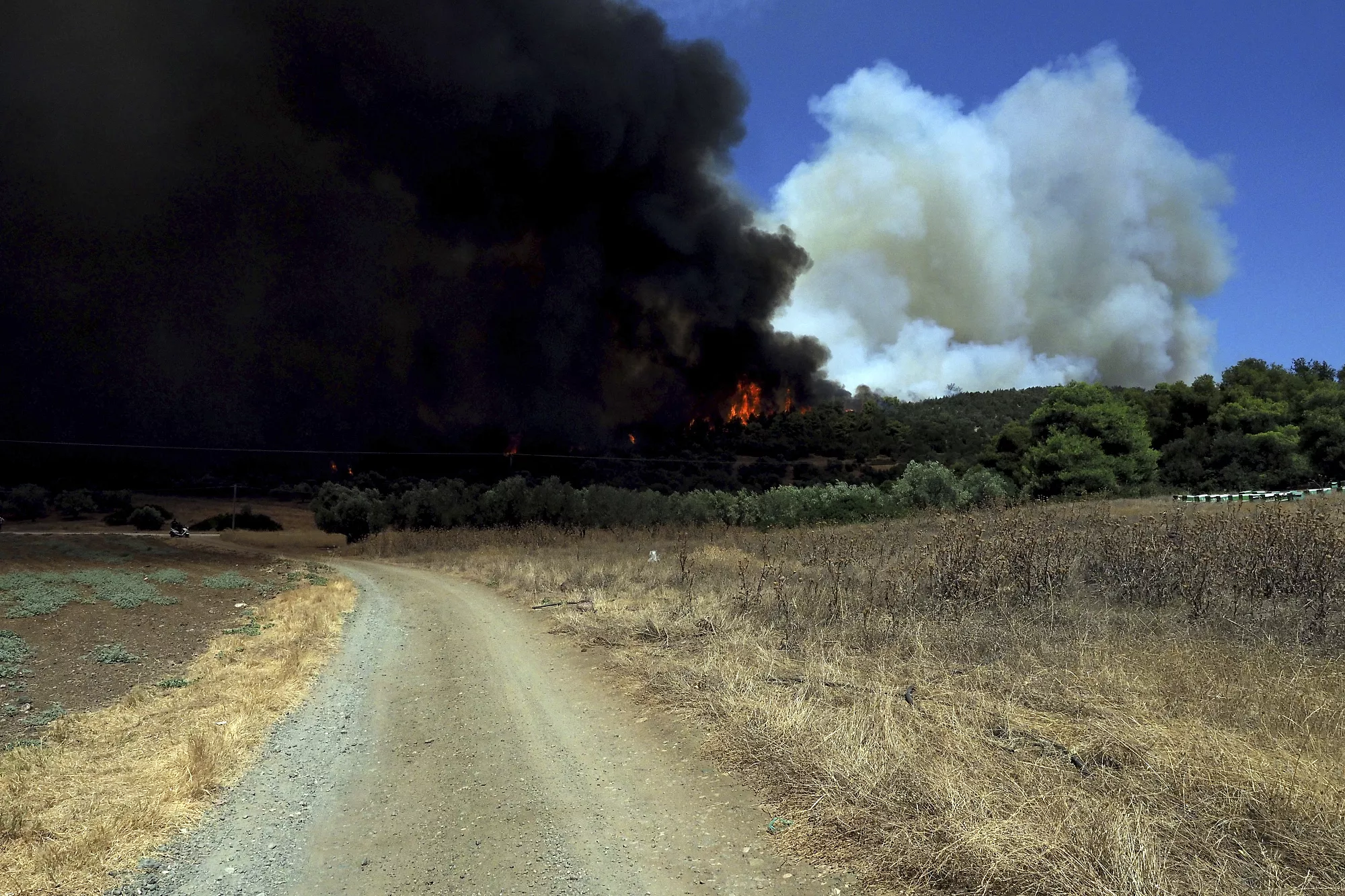 حريق يلتهم محمية وطنية في اليونان ويدمّرها بشكل كامل 