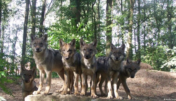 المفوضية الأوروبية تعلن الحرب على قطعان الذئاب