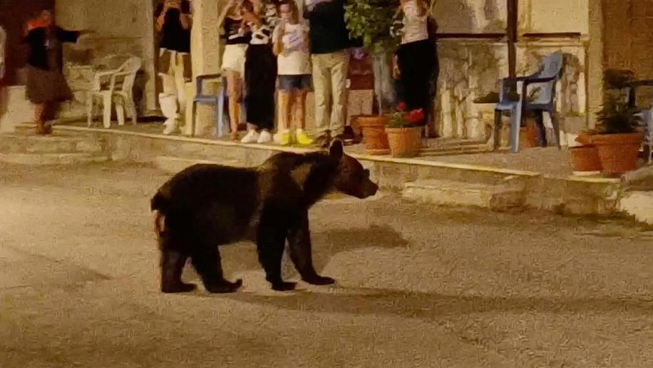 مقتل الدبة "أمارينا" الشهيرة المهددة بالانقراض في إيطاليا 